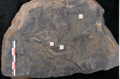 Foto (Detailansicht) von Quercus pachyphylla Ettingshausen (NHMW-GEO-2024-0188-10236b)
